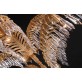 QZ1916 PALME HARROLDS